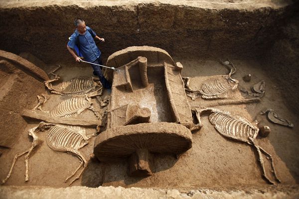 Ancient Chariot Fleet, Horses Unearthed in China chariots-horse-tomb