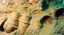 40 ancient wrecks in the sea of Vietnam are available for salvage and excavation. shipwreck-porcelain