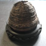 ANCIENT CHINESE SCHOLARS STONE LINGZHI ROOT QING DYNASTY 1636- ANCIENT CHINESE SCHOLARS STONE LINGZHI ROOT QING DYNASTY 1636-